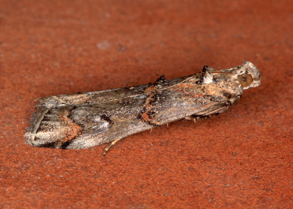 Pyralidae - Pempelia palumbella